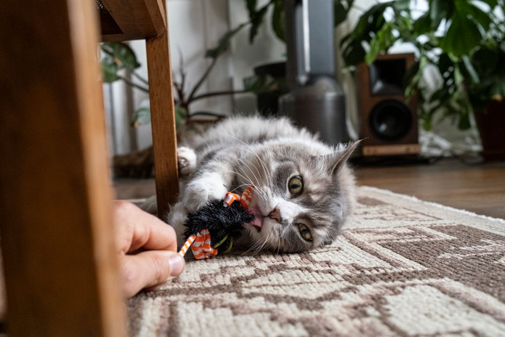 Do I Have to Brush My Cat's Teeth? Yes, Says Dr. Aberman